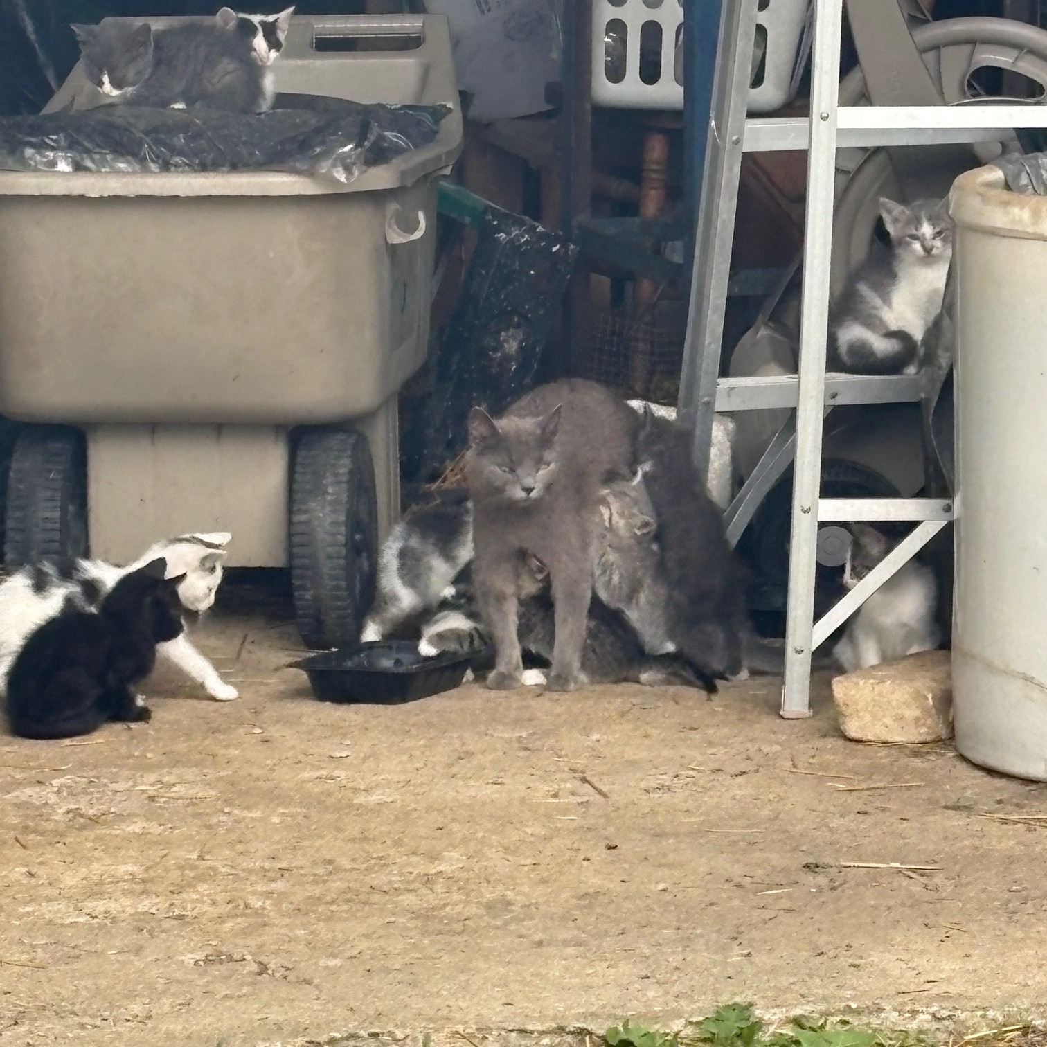 Community Cat Caretaker Relief Fund - logo